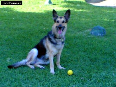 Foto del perro Janis