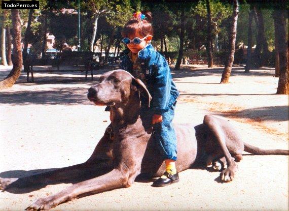 Foto del perro Spy