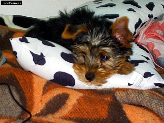 La foto del perro Rex Foto del perro Rex