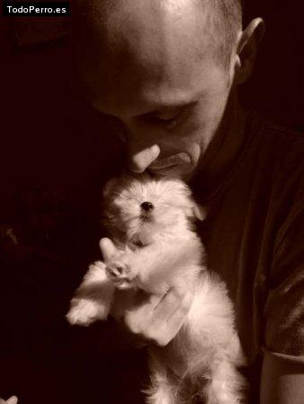 Foto del perro Nira