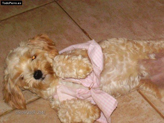 La foto del perro Sassy Foto del perro Sassy