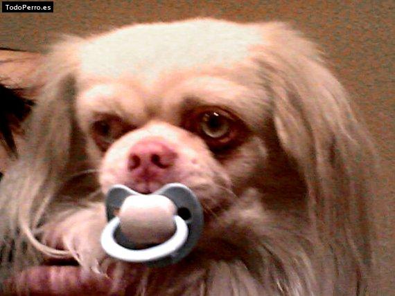 Foto del perro Copy