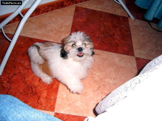 Foto del perro Nala