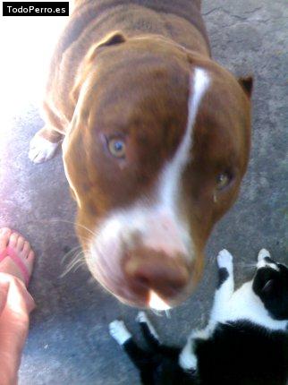 Foto del perro Chester