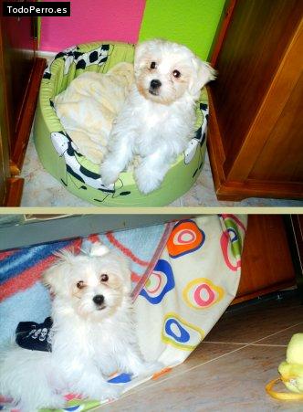 Foto del perro Coco