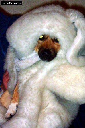 Foto del perro Charlie