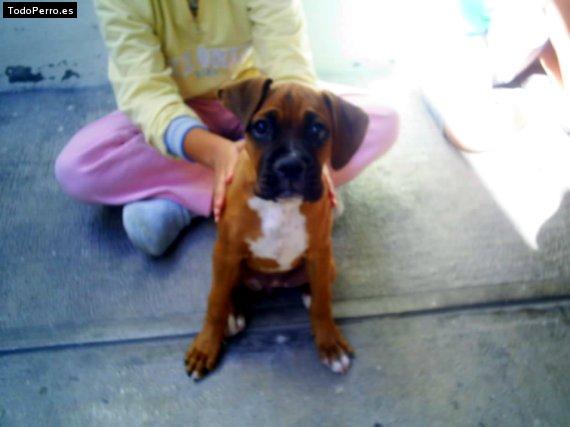 Foto del perro Wanda