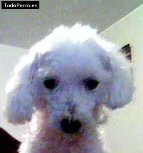 La foto del perro Susana Foto del perro Susana