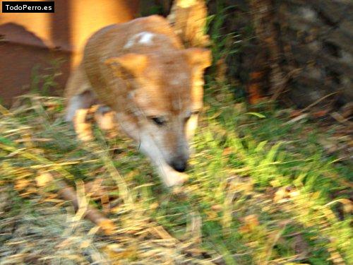 Foto del perro Canelo
