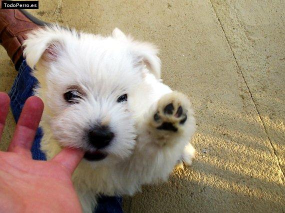 Foto del perro Tofi