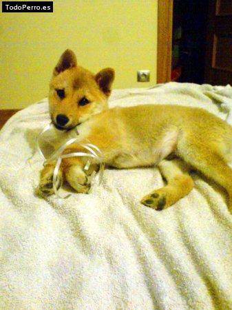 La foto del perro Shiro Foto del perro Shiro