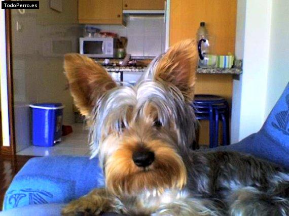 Foto del perro Cooper