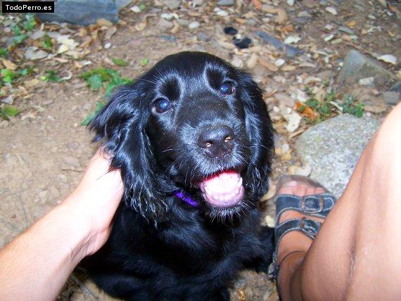 La foto del perro Cova Foto del perro Cova