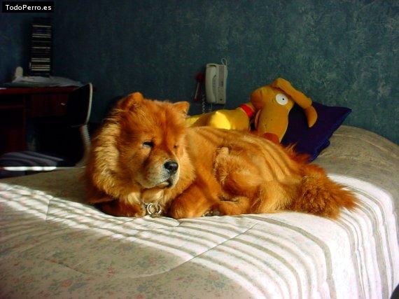 La foto del perro Jade Foto del perro Jade