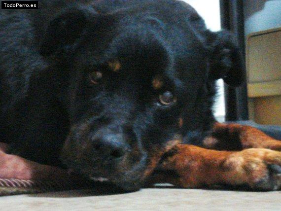 La foto del perro Grampy Foto del perro Grampy