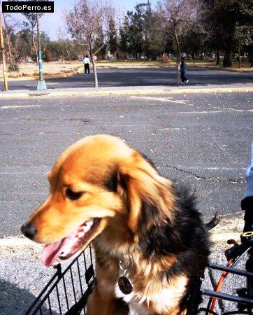 Foto del perro Crash