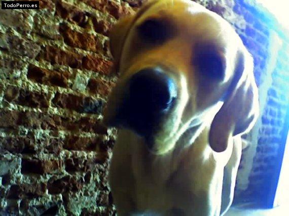 La foto del perro Gregorio Foto del perro Gregorio