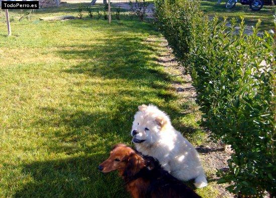 La foto del perro Moyo Foto del perro Moyo