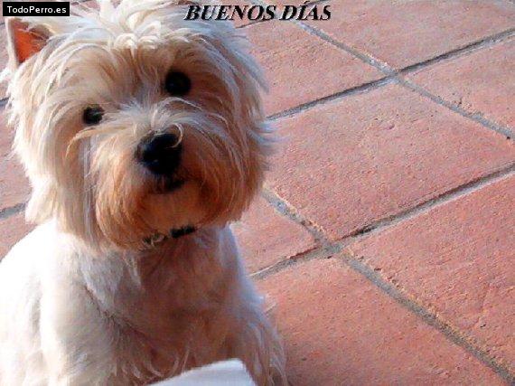 Foto del perro Moon
