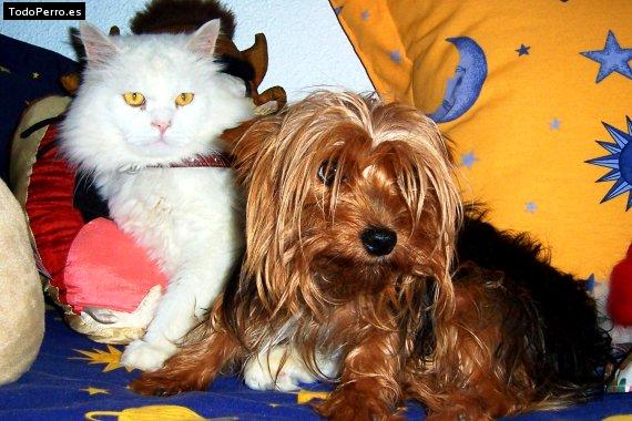 La foto del perro Golfillo Foto del perro Golfillo