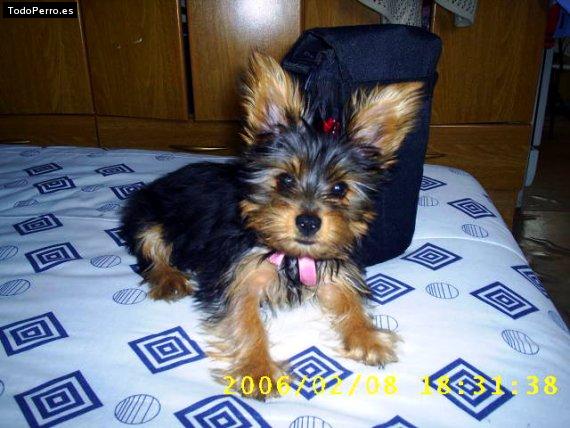 La foto del perro Princesa Foto del perro Princesa