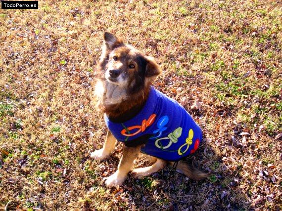 Foto del perro Roswelt