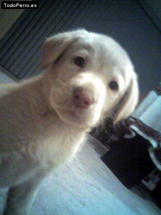 Foto del perro Rorro