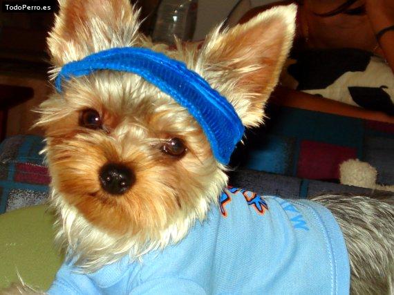 Foto del perro Chispa