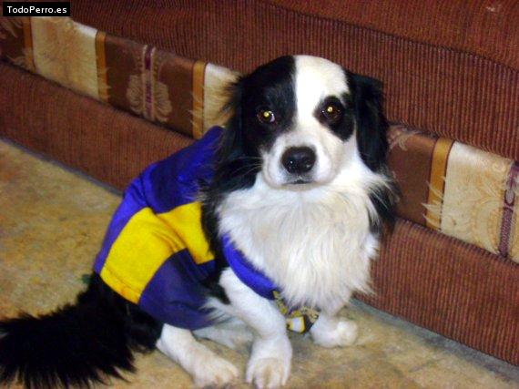 Foto del perro Mascara