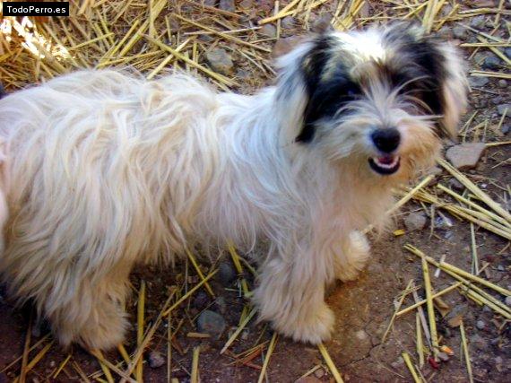 La foto del perro Motita Foto del perro Motita