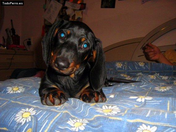 Foto del perro Jager