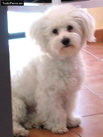 Foto del perro Tasco