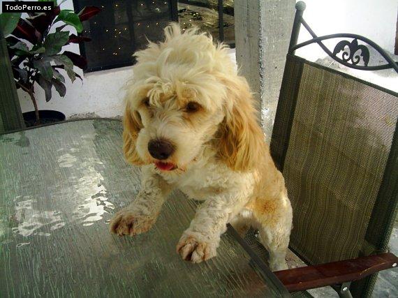 La foto del perro
