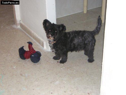 Foto del perro Chispa 