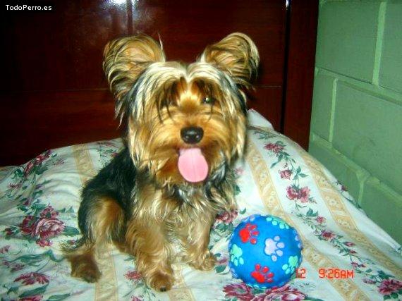 La foto del perro Santiago Foto del perro Santiago