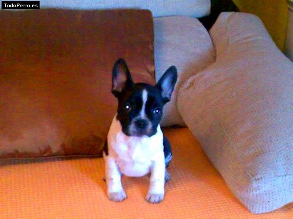 La foto del perro Cloe Foto del perro Cloe