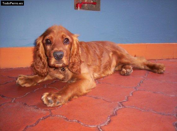 Foto del perro Sammy