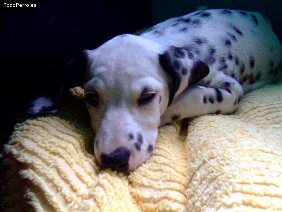 Foto del perro Mafer