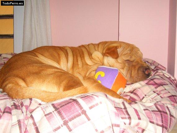 La foto del perro