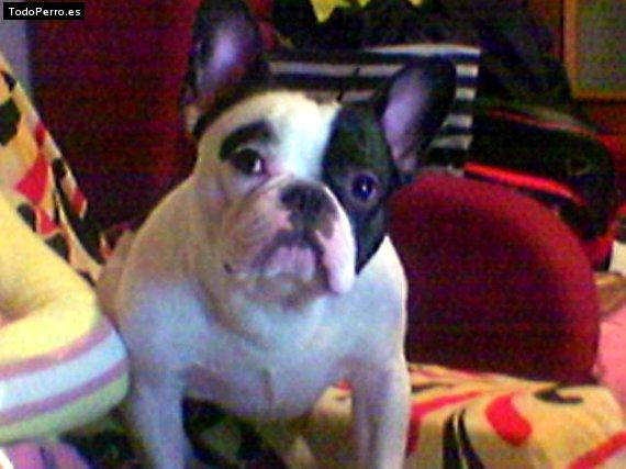 La foto del perro Seagal Foto del perro Seagal