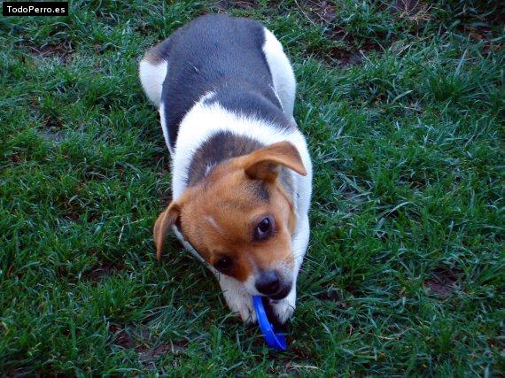 Foto del perro Chico