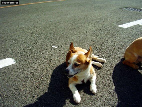 Foto del perro Curro