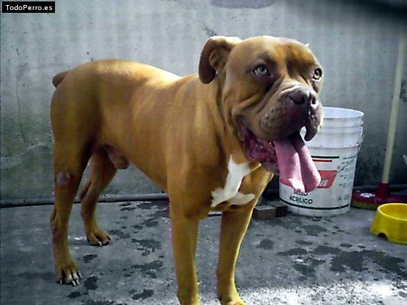 Foto del perro Chato