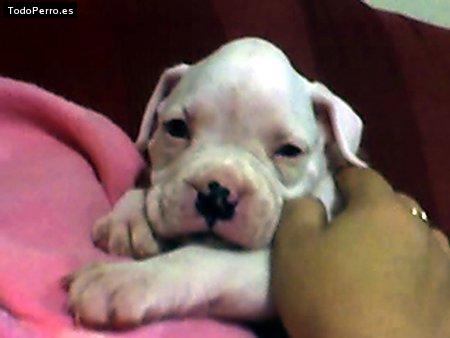 La foto del perro Golfo Foto del perro Golfo