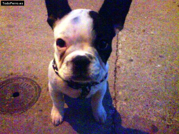 La foto del perro Gordon Foto del perro Gordon