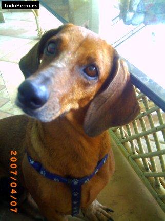 Foto del perro Chila
