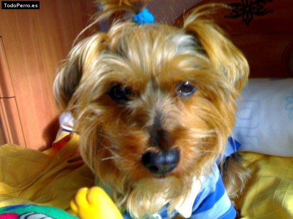 La foto del perro Saray Foto del perro Saray