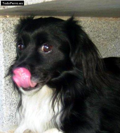 La foto del perro Golfo Foto del perro Golfo