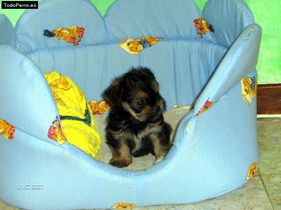 La foto del perro Iris Foto del perro Iris