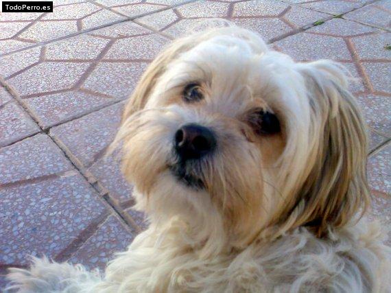 Foto del perro Noa